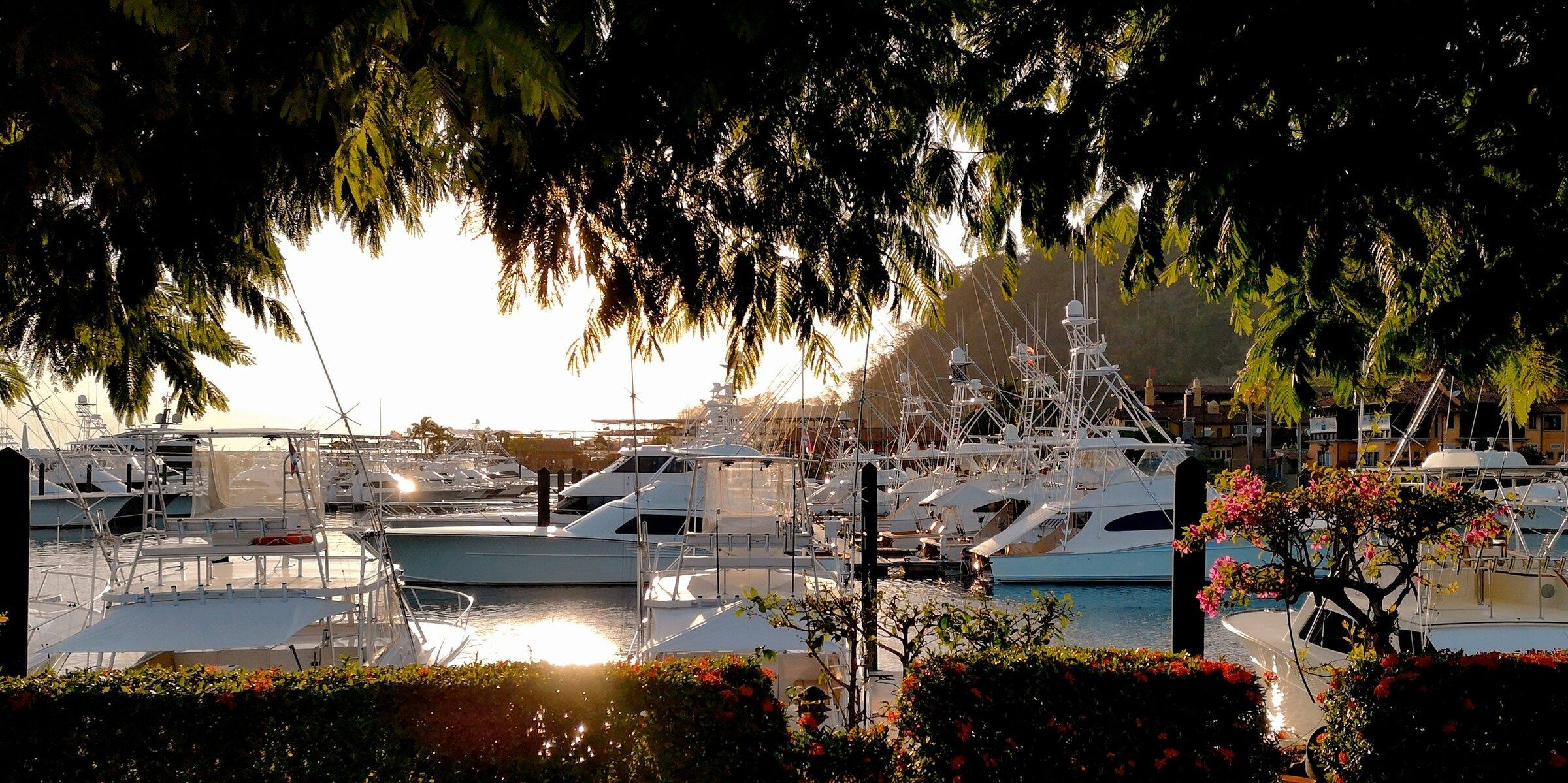 Sport-fishing boats moored in a marina, seen through tree branches in low sun
